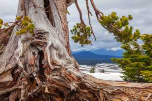 Crater Lake pine-3301.jpg